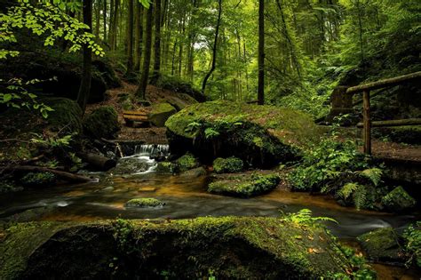 perucica rainforest facts